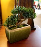 Bonsai Plant