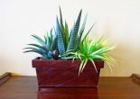 Agave Arrangement